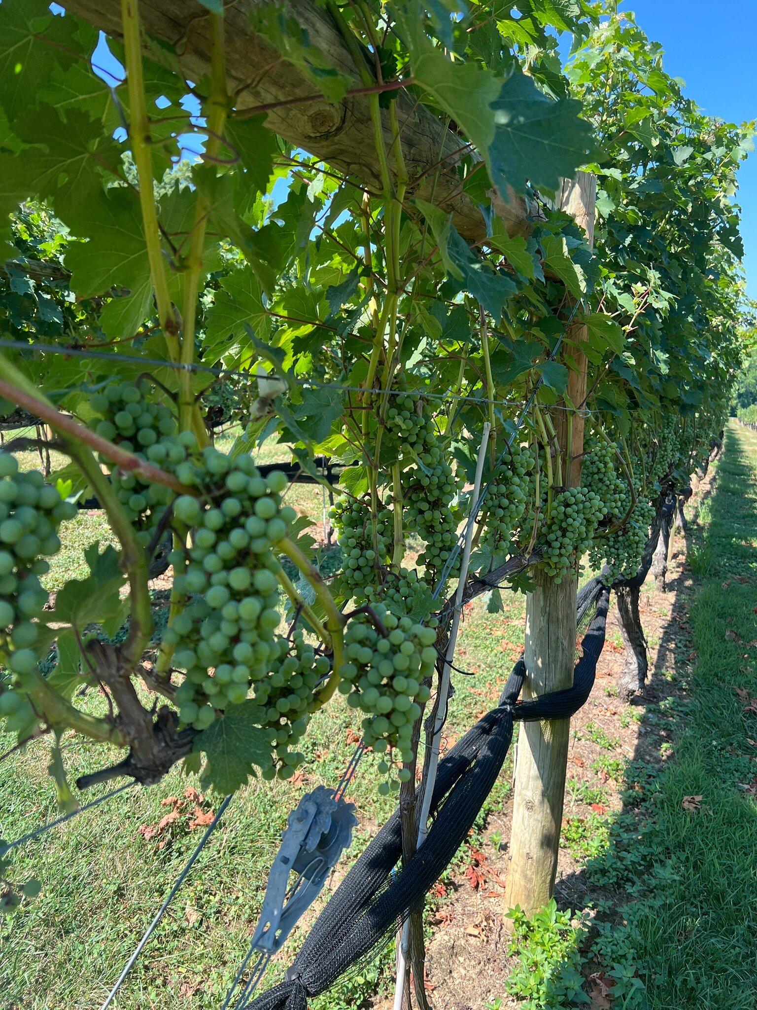 Fables & Feathers Winery