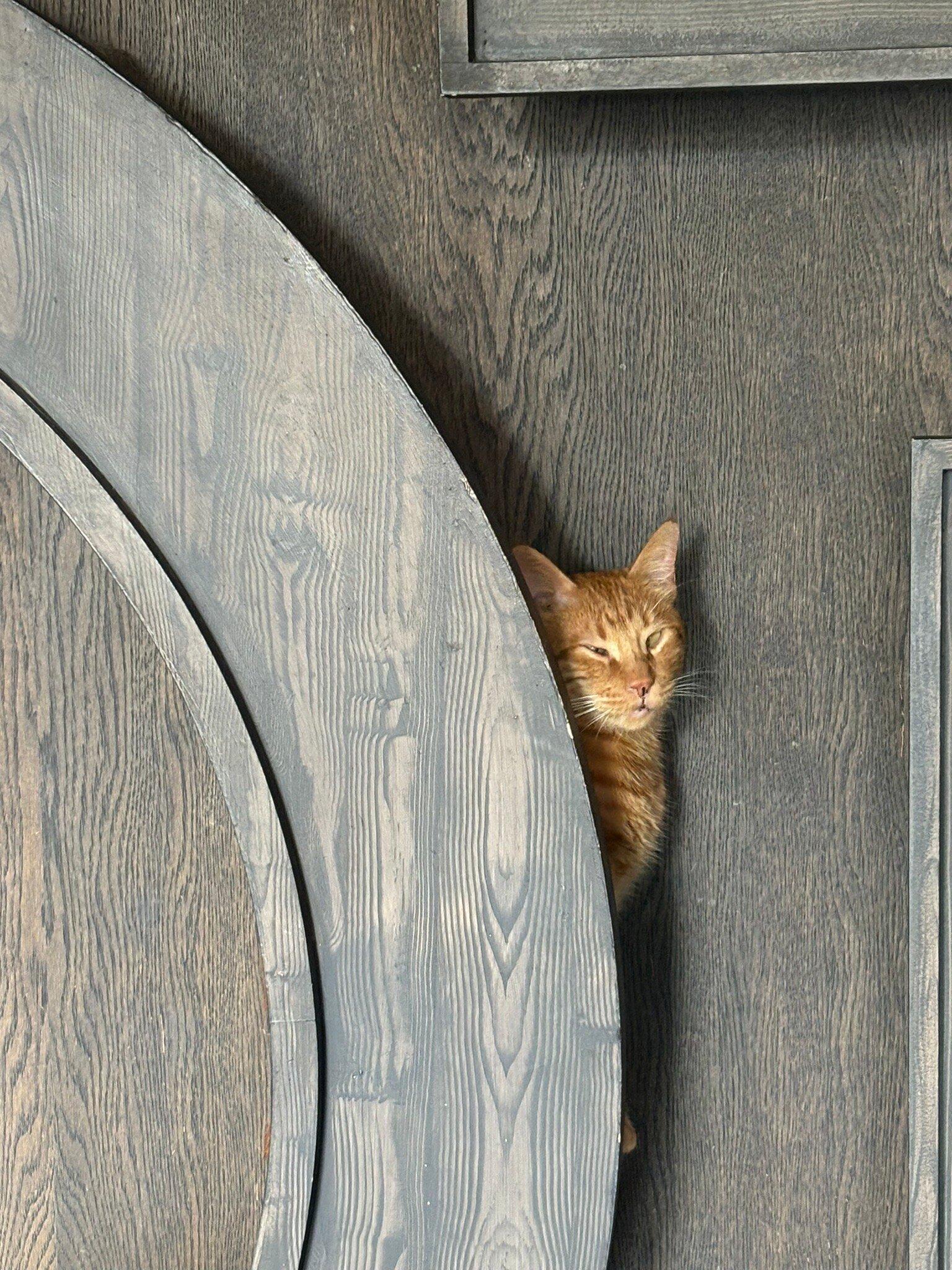 Java Whiskers - Westfield White City