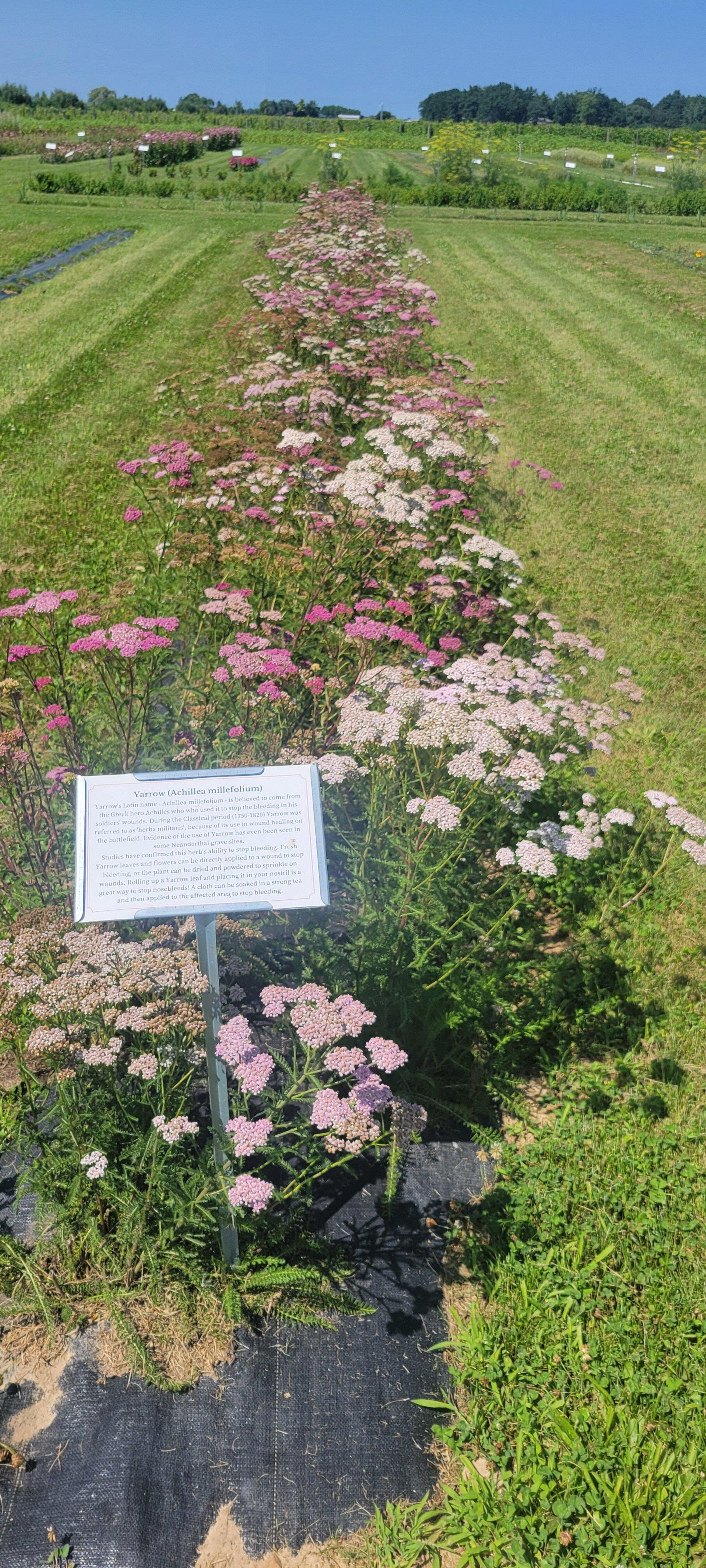 Apple Hill Apothecary