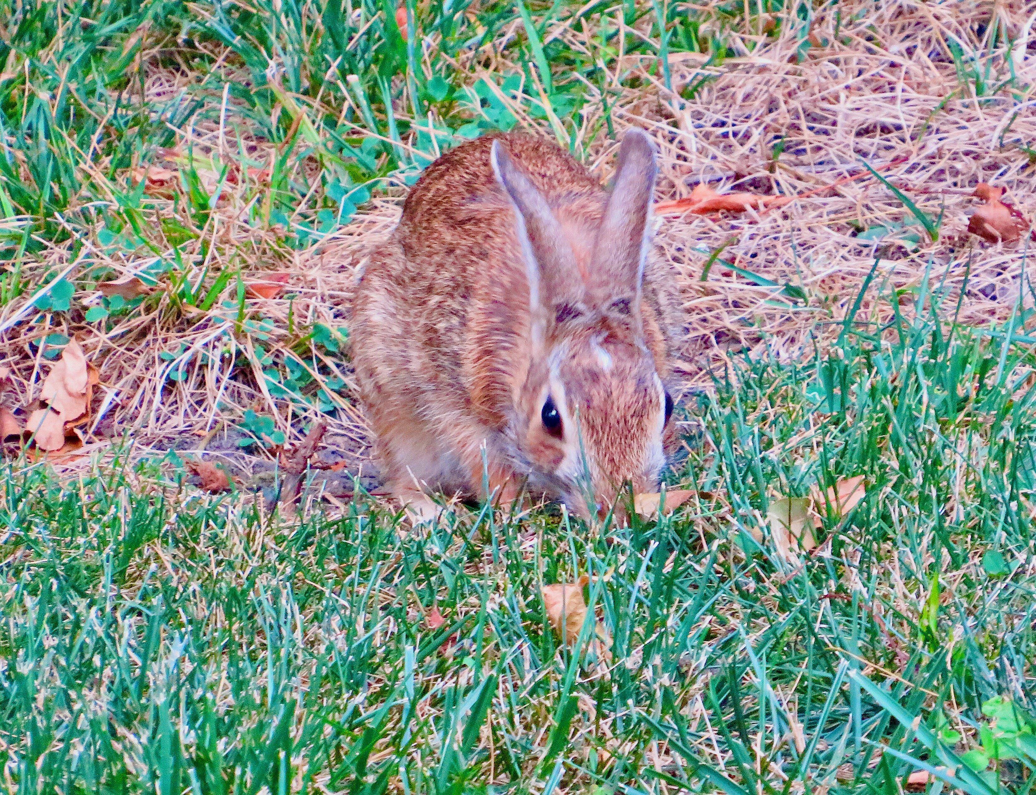 Photo by Bob19512014