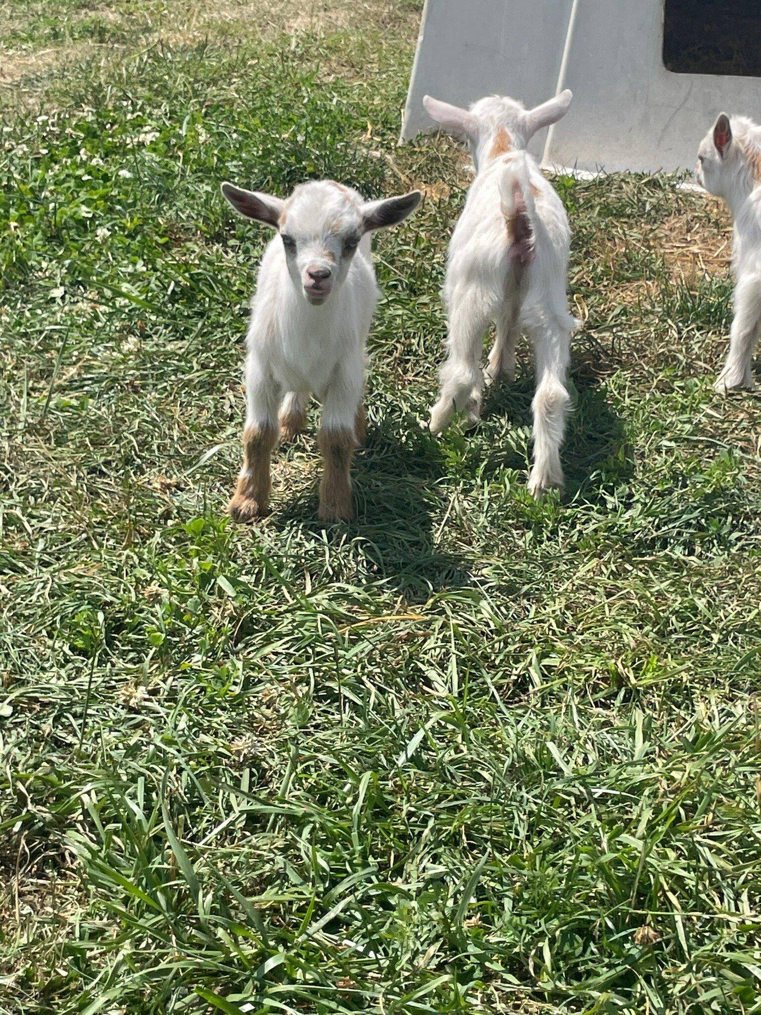 Kiwidinok Petting Farm