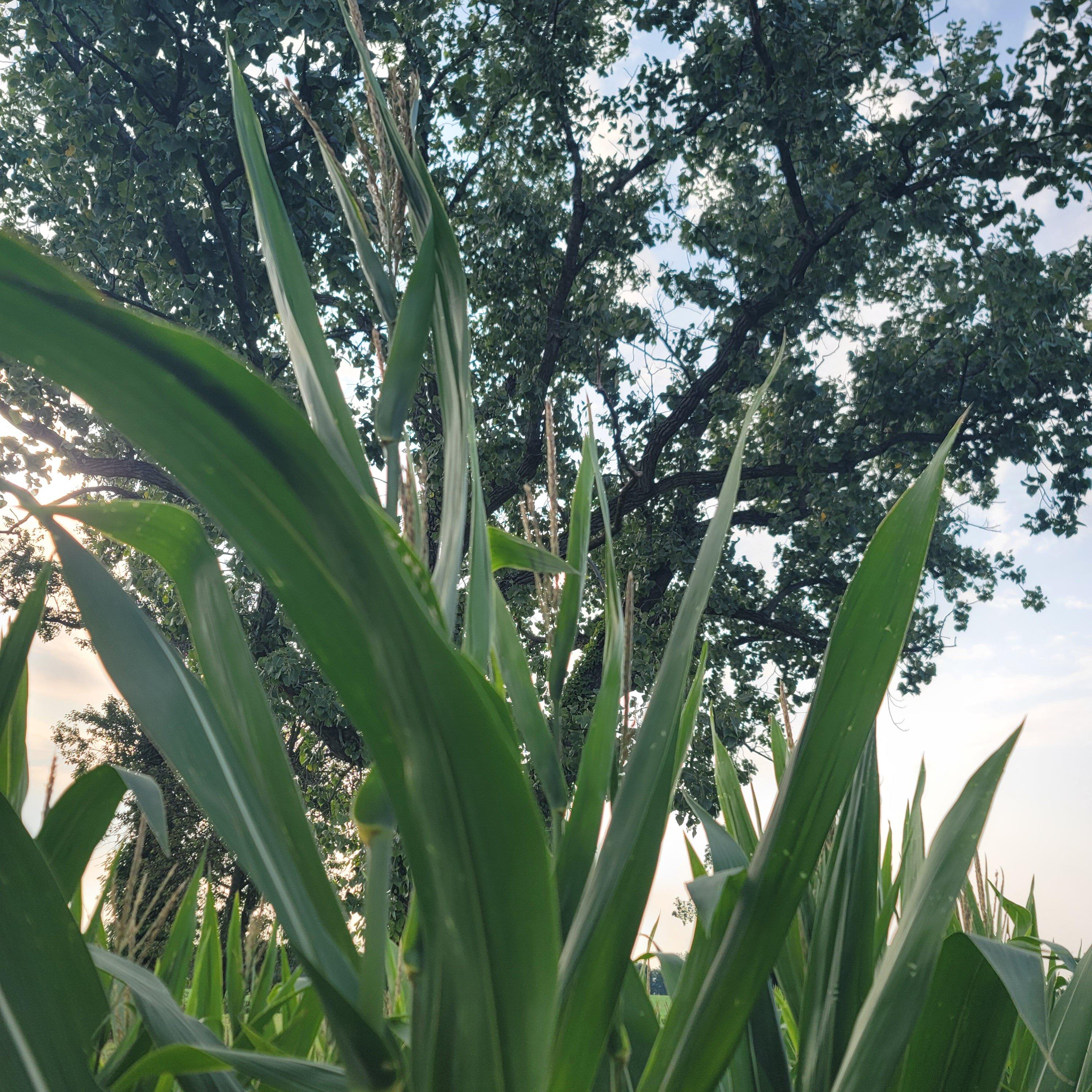 Slaughter Pen Farm Battlefield Trail