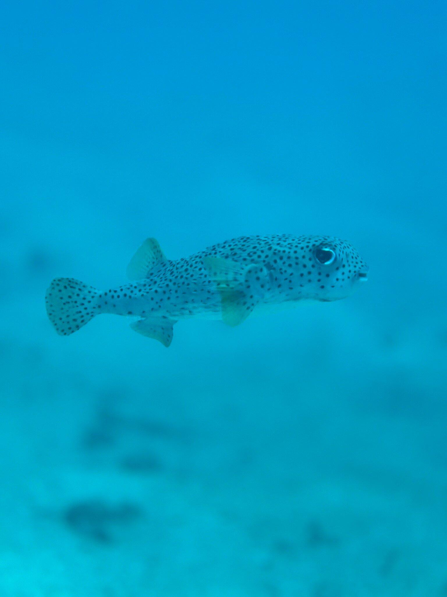 Maui Diving- Scuba & Snorkel Center
