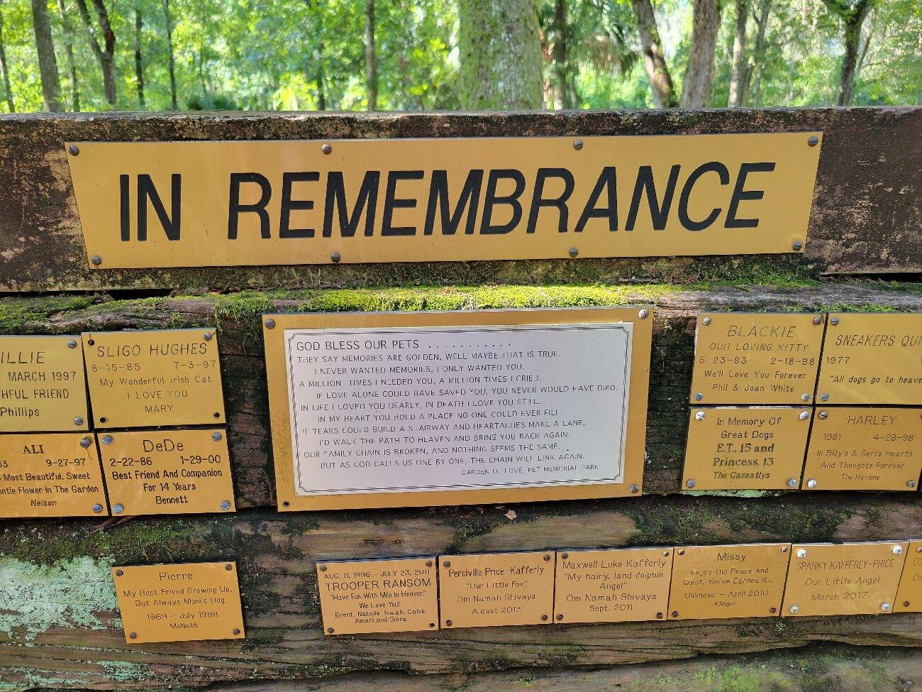 Photo by Sassafras06