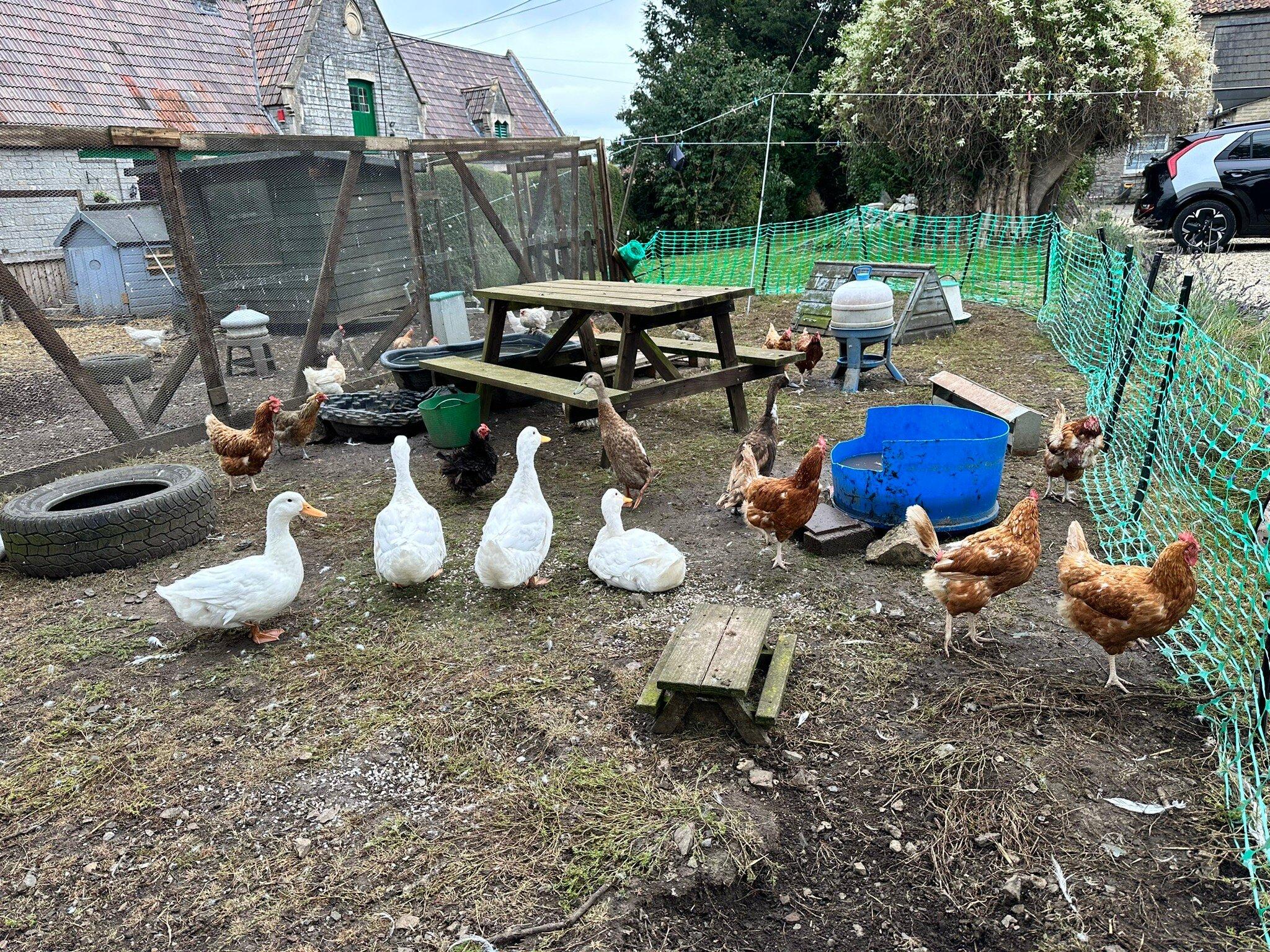 Somerset Alpaca Trekking and Rare Breed Animals