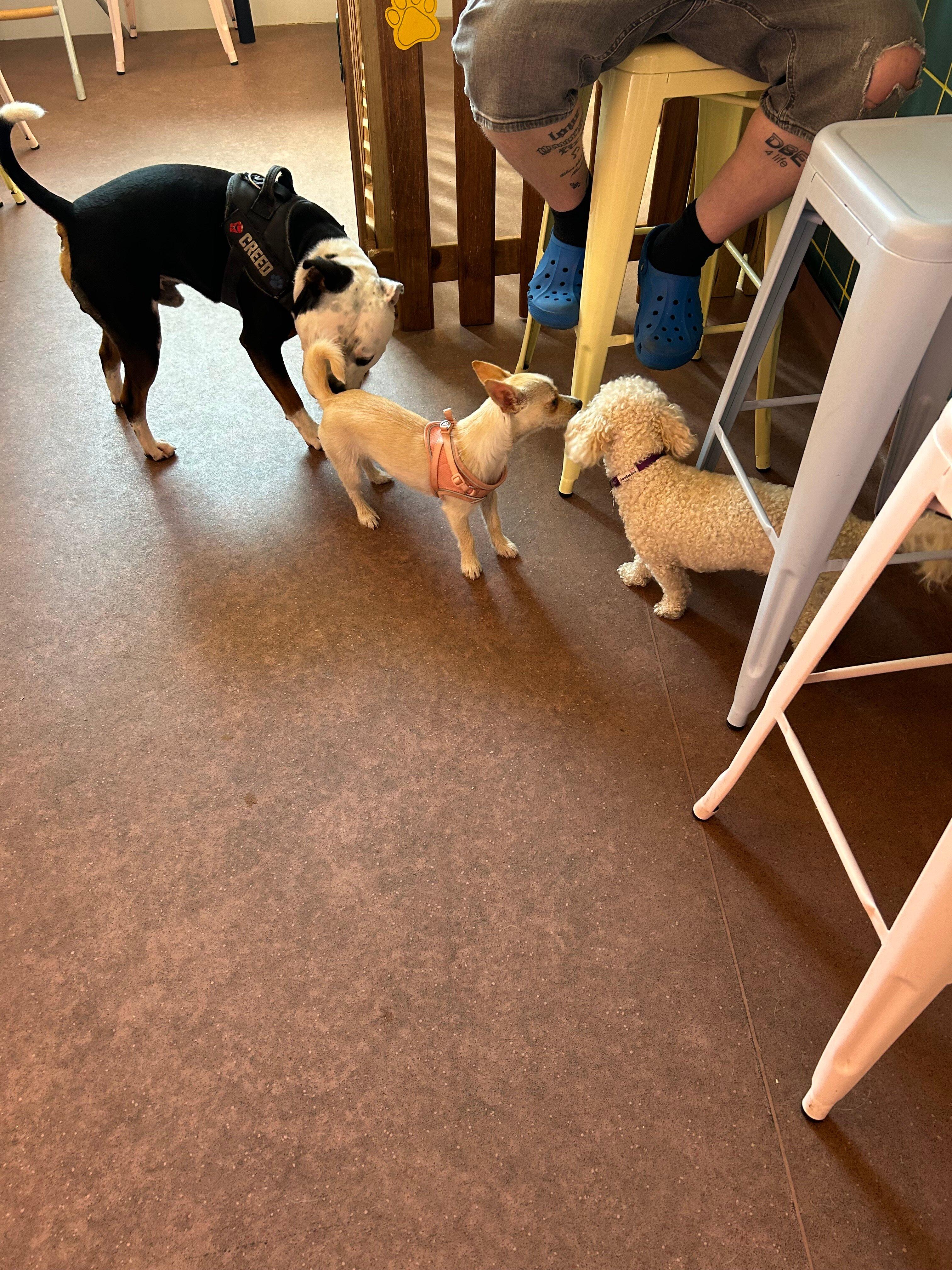 Snuffle Dog Café and Wine Bar