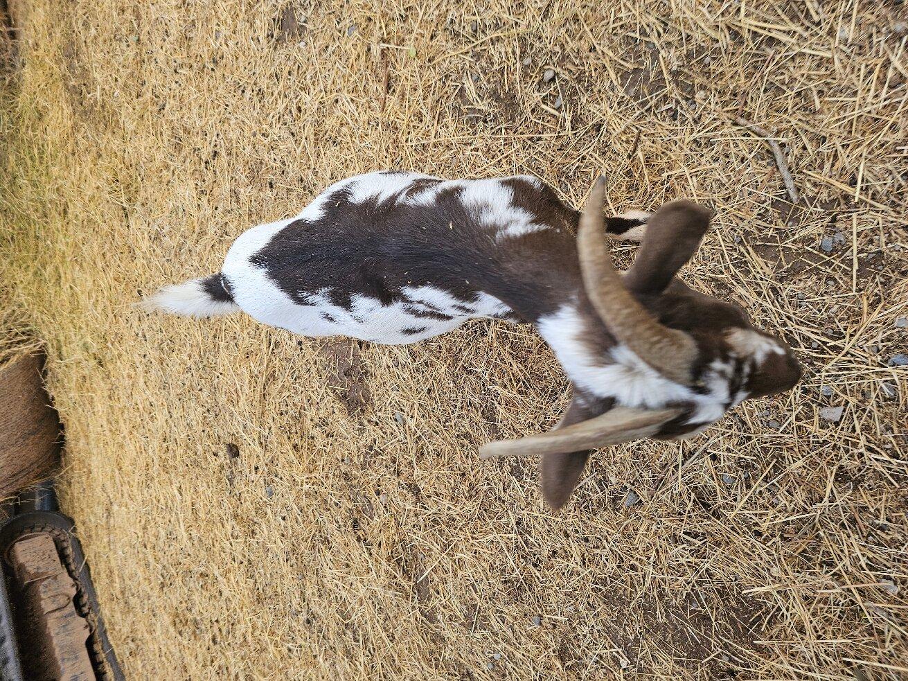 Les Animaux De Fairytale