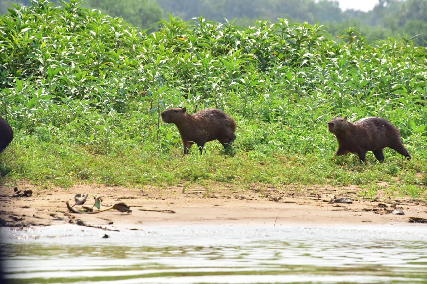 Rien Jurg Promotions BV