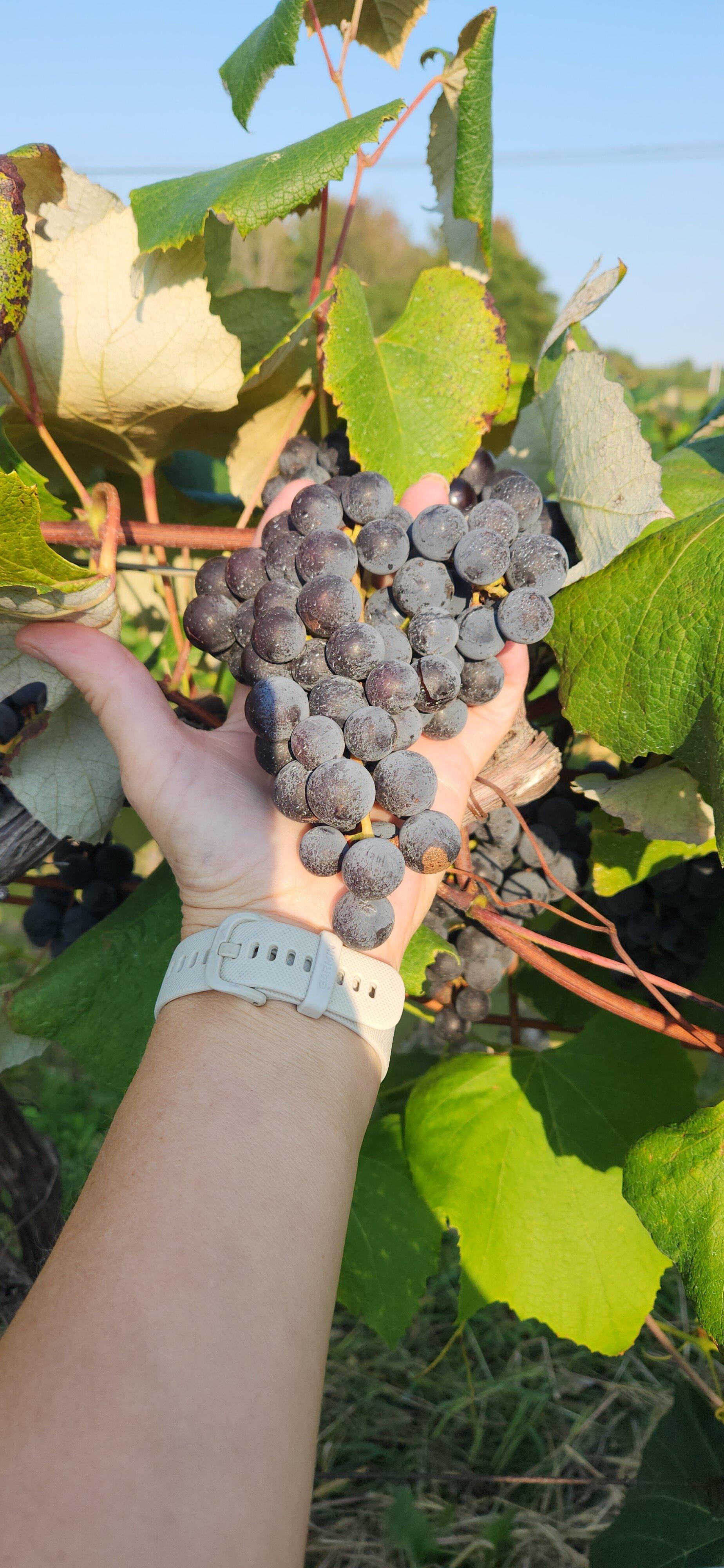 Covered Bridge Farms, Llc