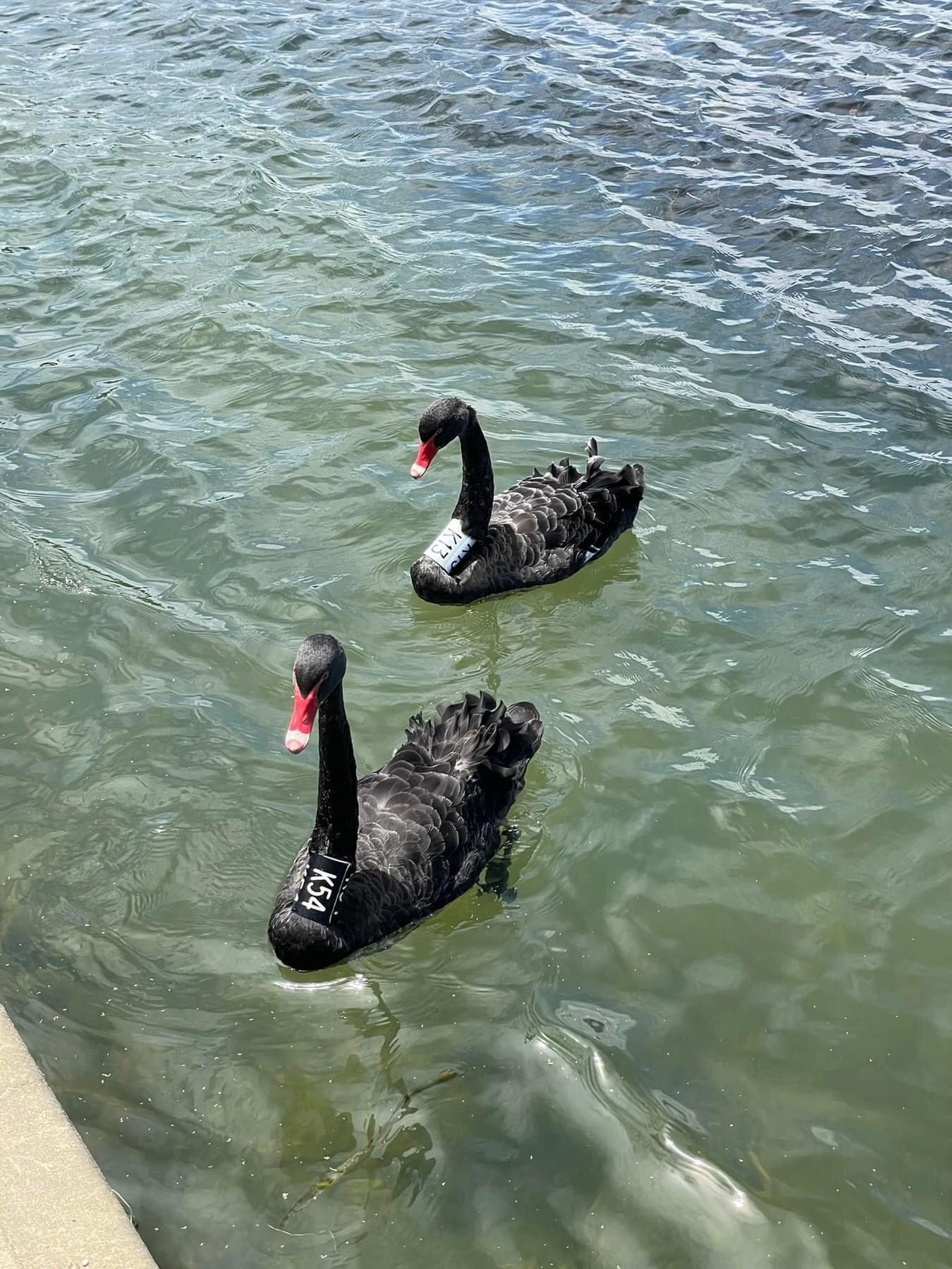 Coot Picnic Area - Albert Park