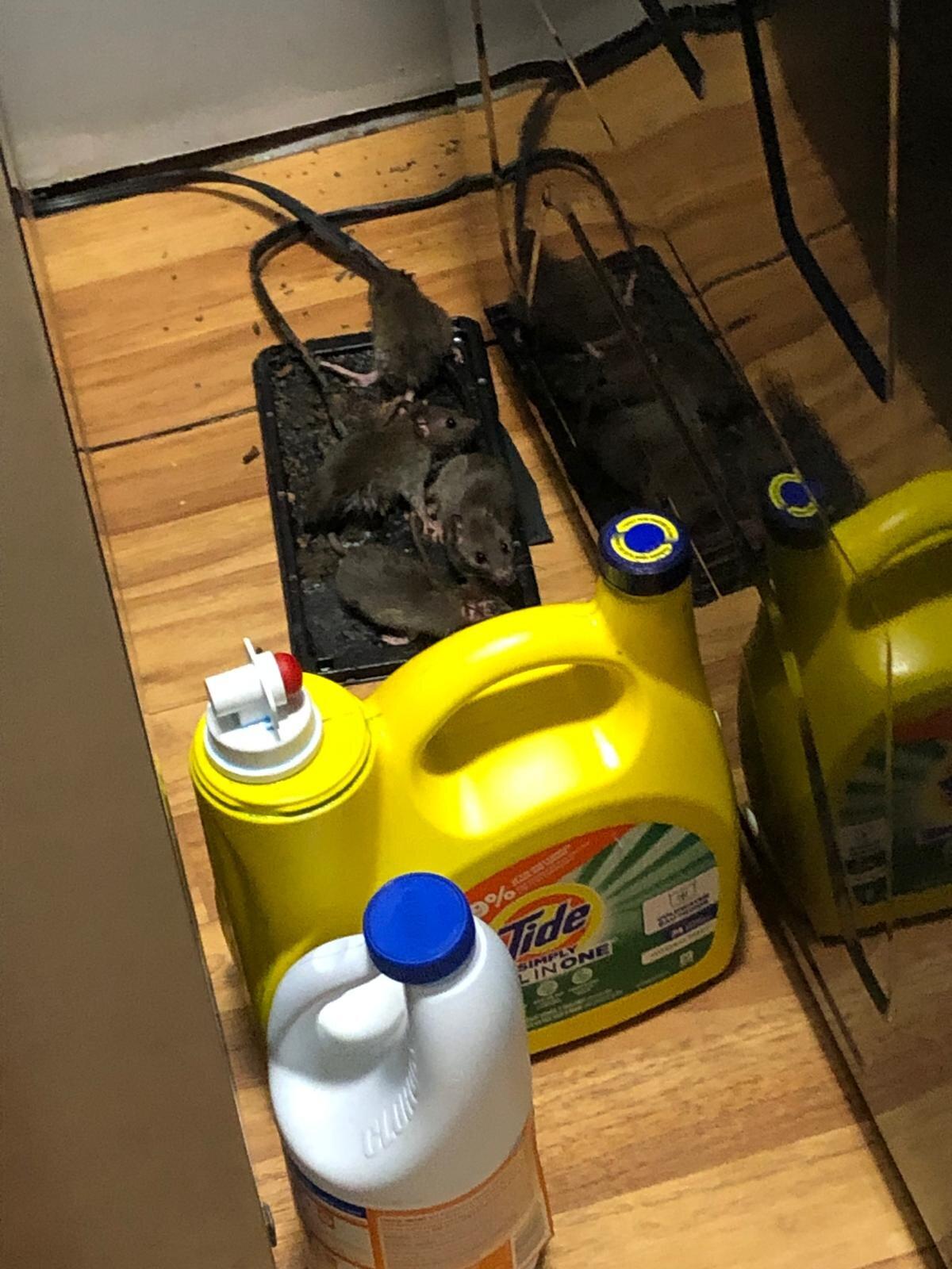 Toronto Furnished Living