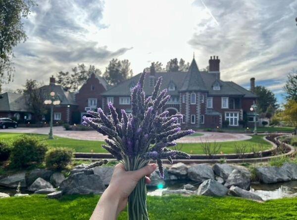 Lavender Farm at Chateau de Vie