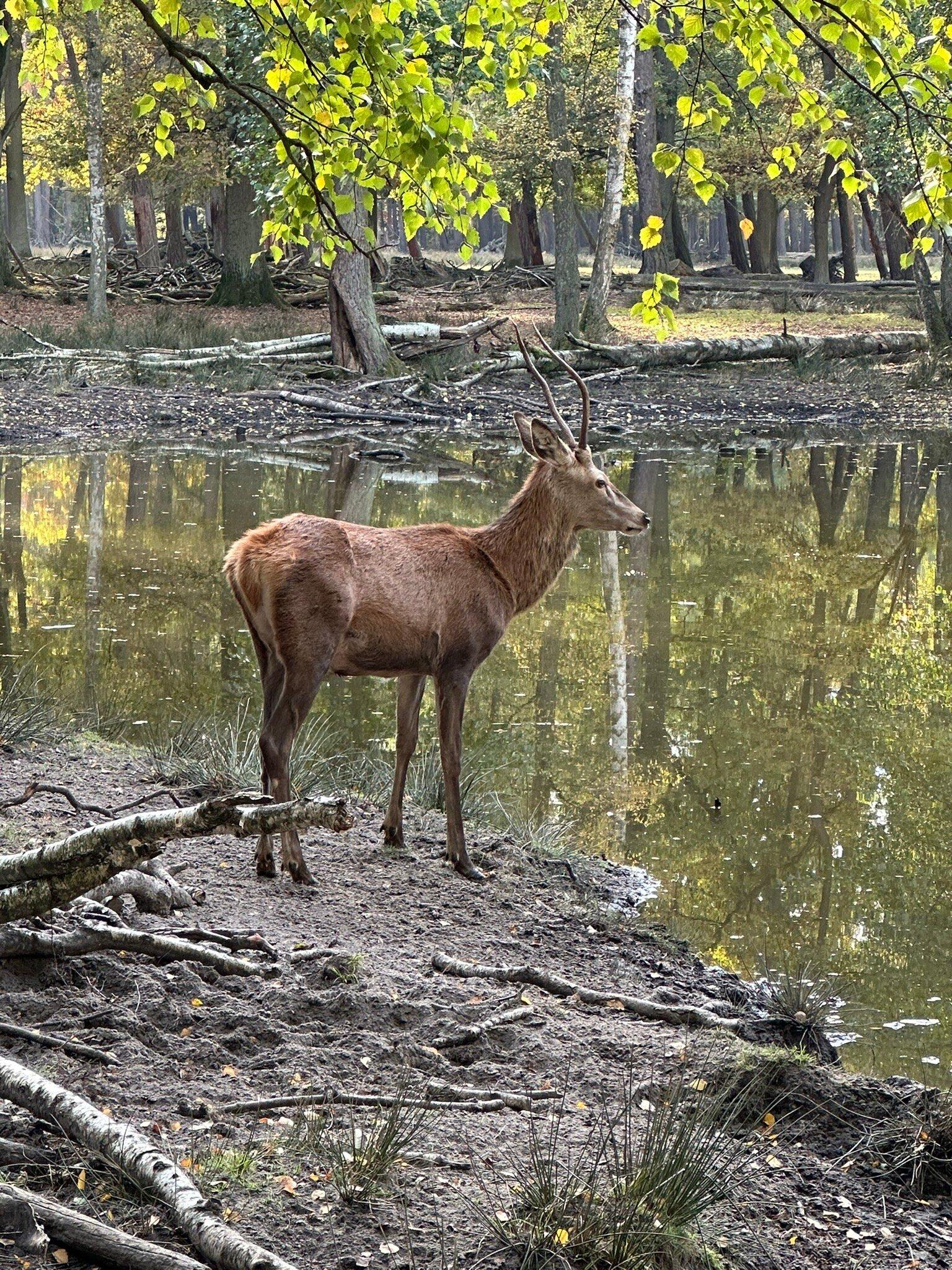 Wildgehege Spandauer Forst
