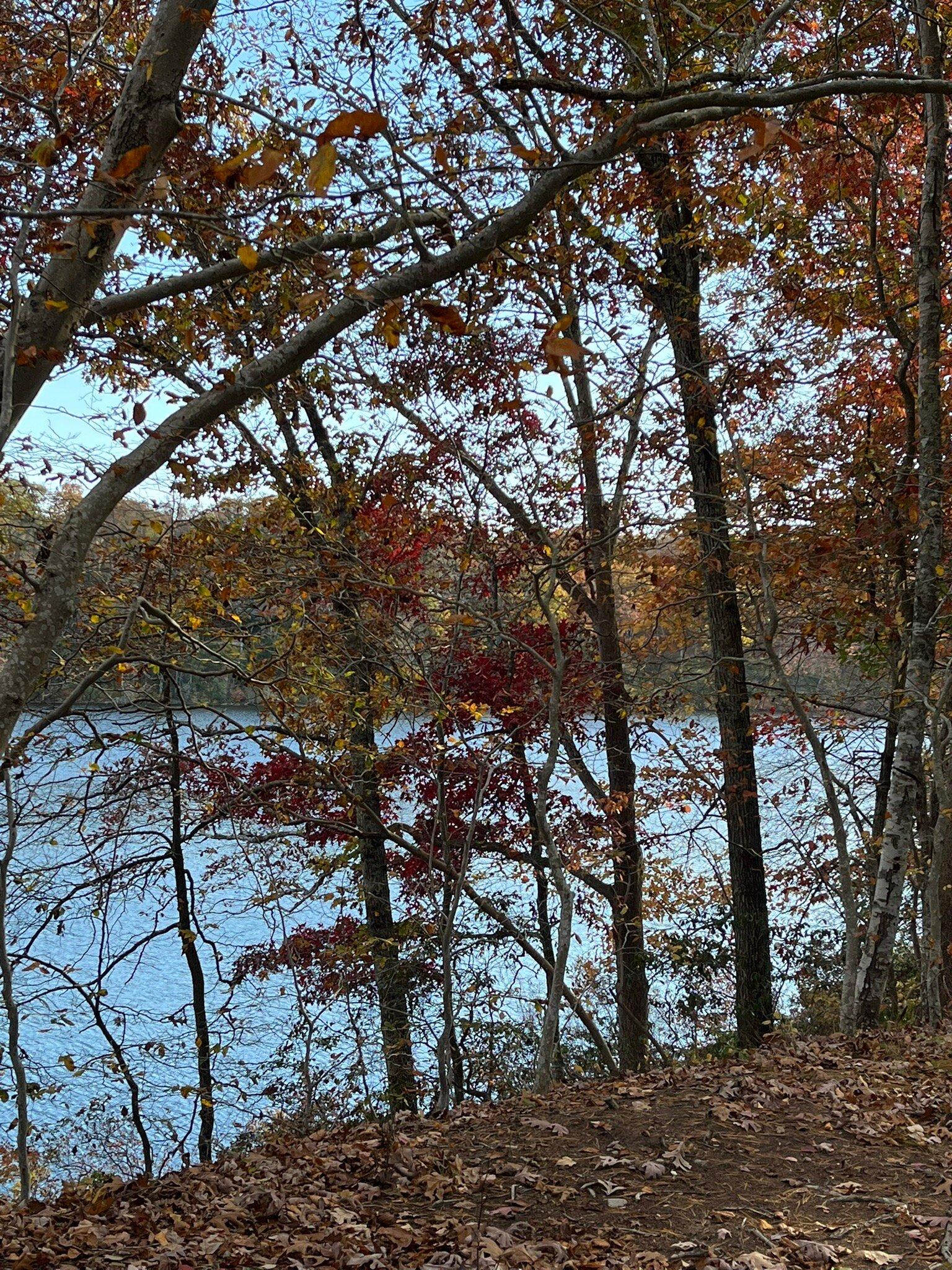 Nehantic State Forest