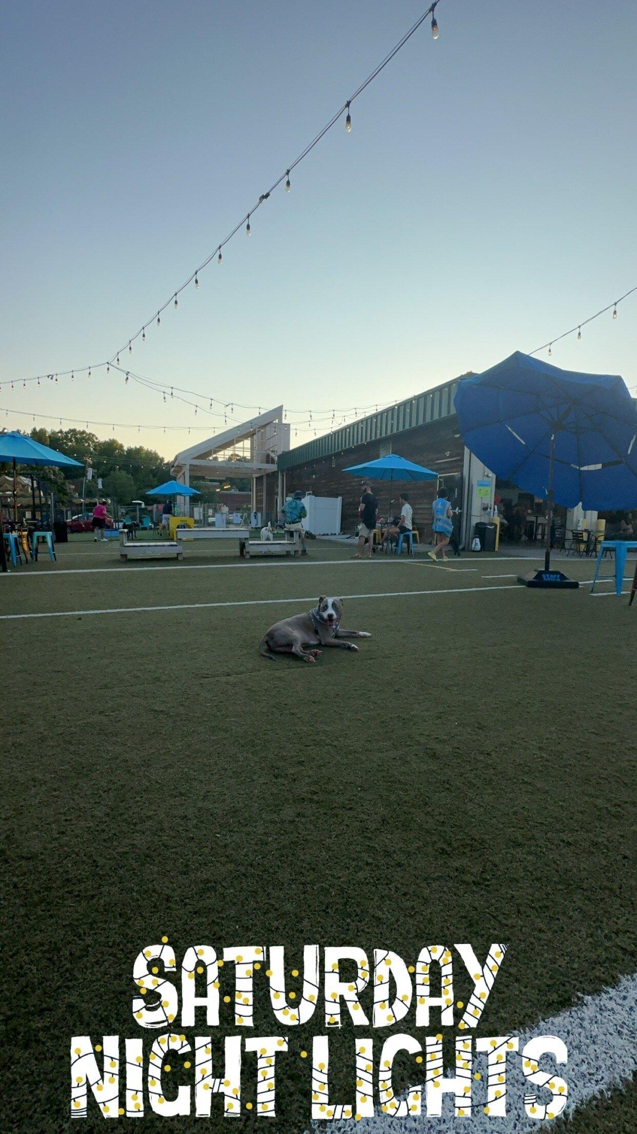Doggos Dog Park and Pub