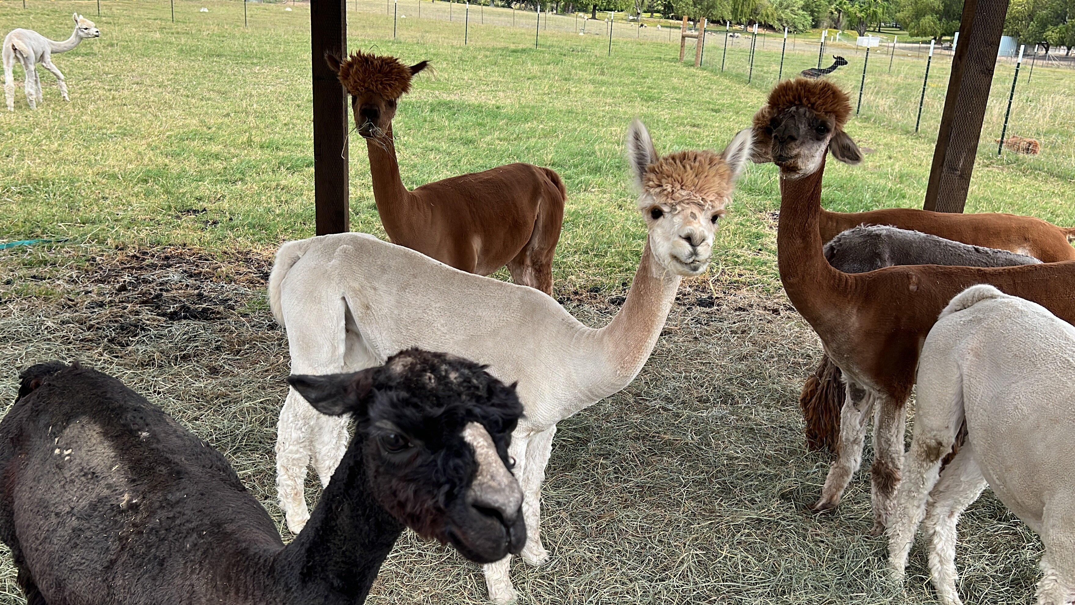 The Alpaca Hacienda