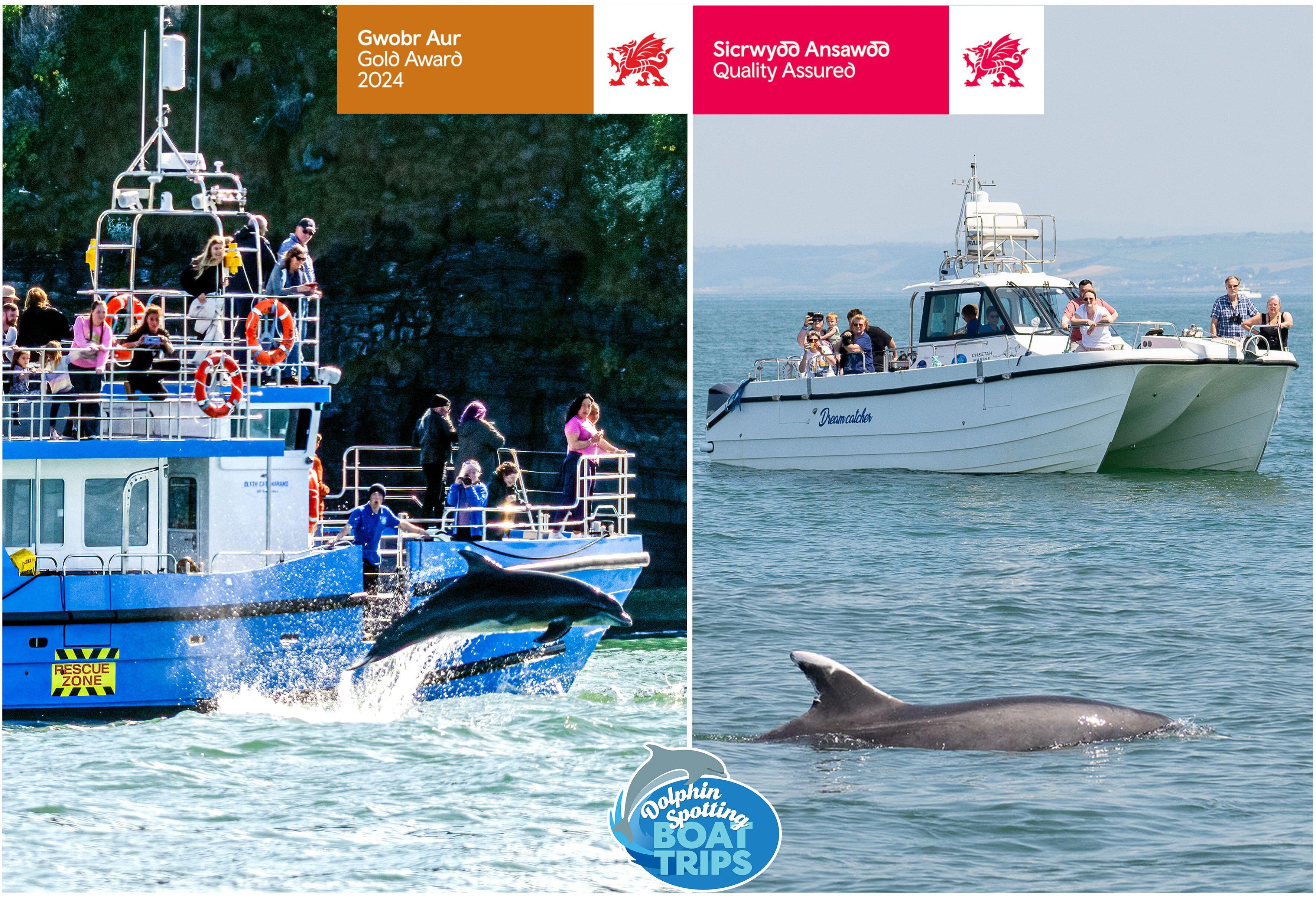 Dolphin Spotting Boat Trips