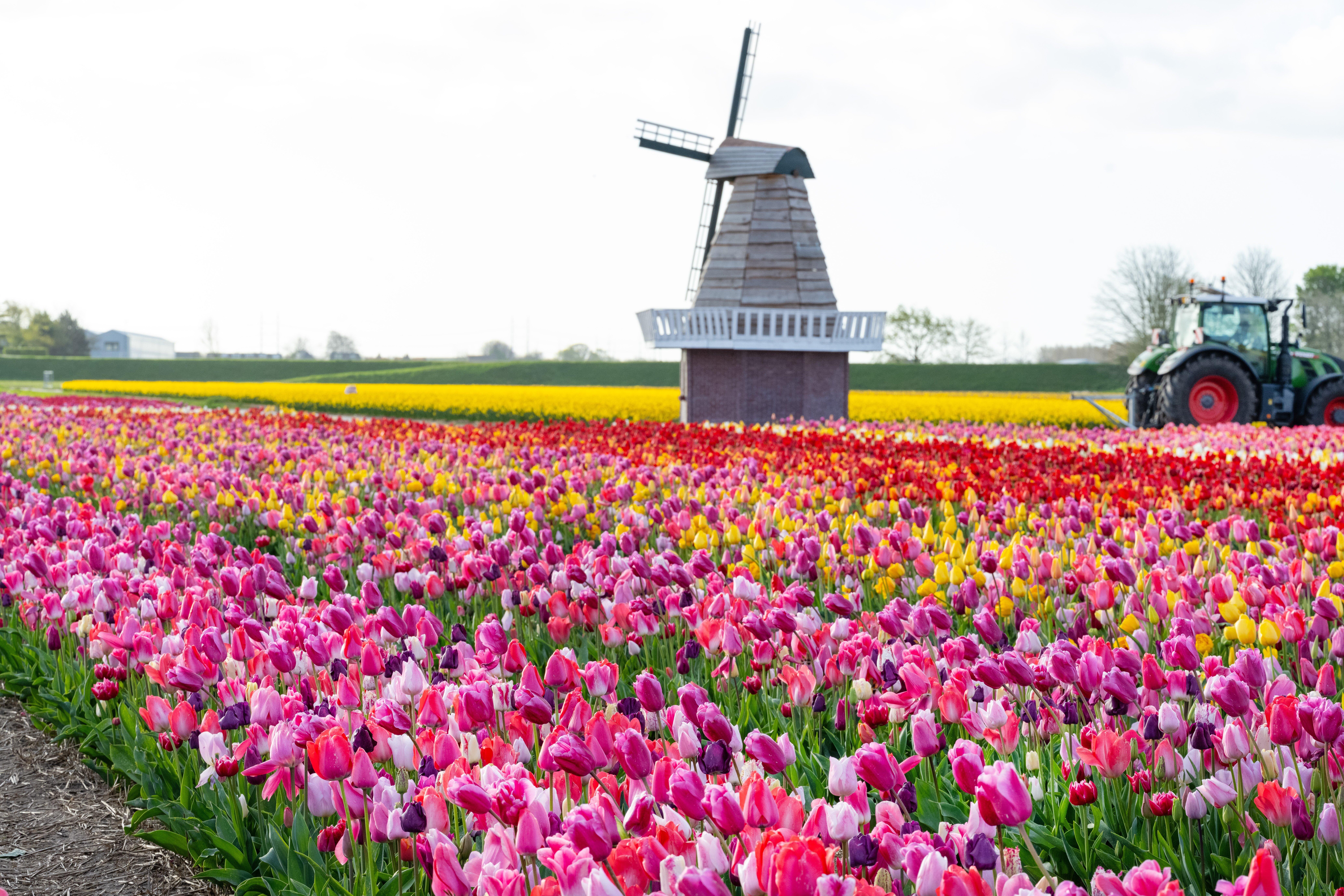 The Tulip Barn