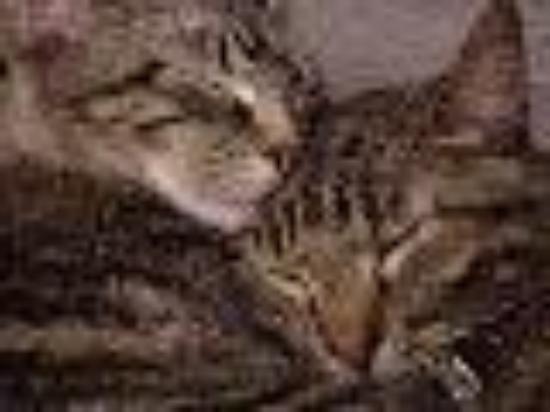 photo of Homeless_Girl