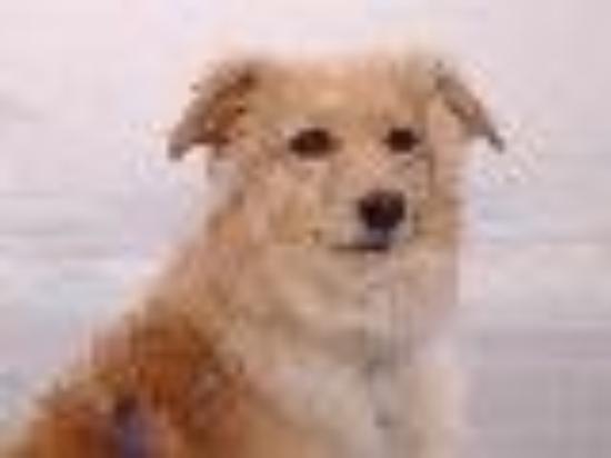 photo of beetle-bailey