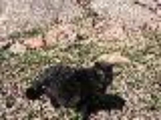 photo of ColoradoCat