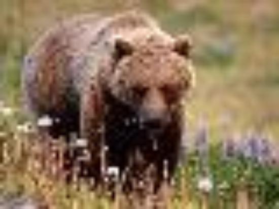 Photo of mombear