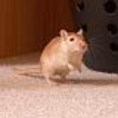 photo of RennmausHamburg