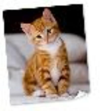 Photo of glamourpuss1000