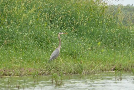 Gite du Maudit Français