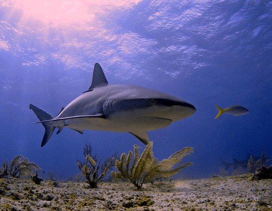 Jim Abernethy's Scuba Adventures