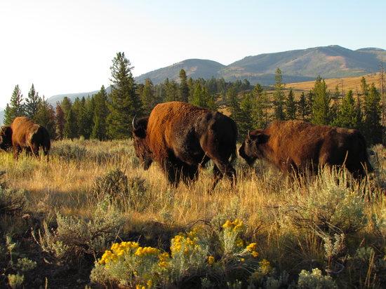 Wake Up to Wildlife Tour