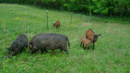 Blue Ridge Center for Environmental Stewardship