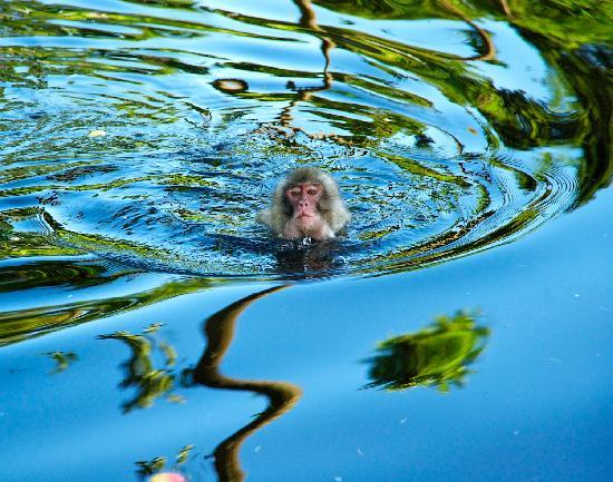 Abenteuer Affenberg tt.