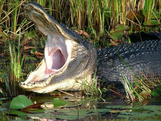 Okefenokee Pastimes Cabins, RV Park & Campground