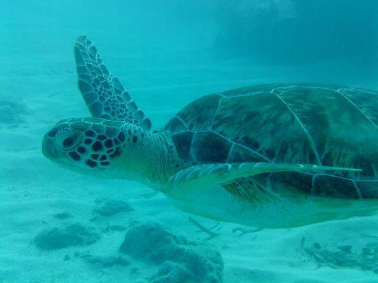 Sea Monkeys Water Sports