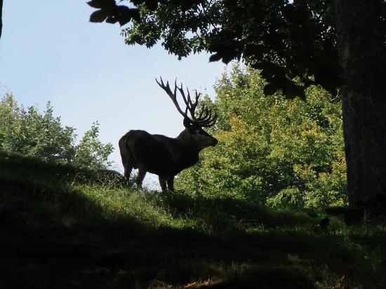Wildpark Peter & Paul