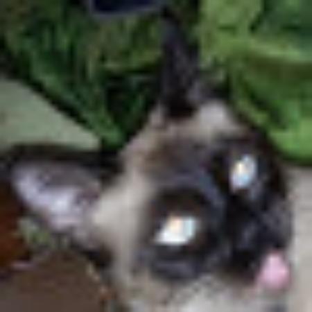 Photo of neydog