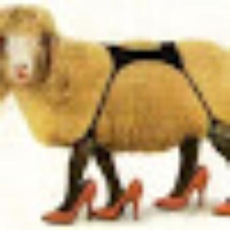 photo of neillesheepye