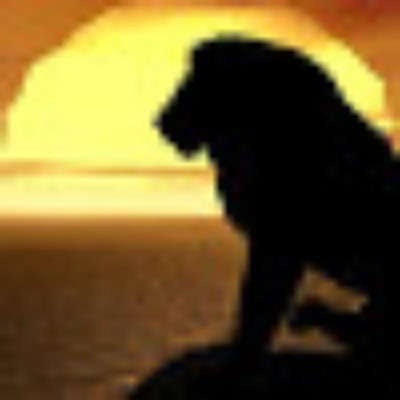 photo of brooklynlion