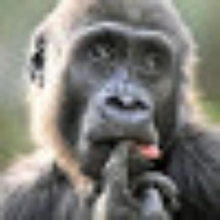 photo of Markthedark