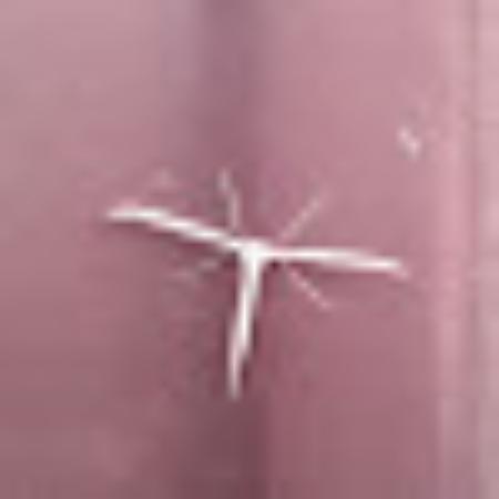 photo of robertobC1446HU