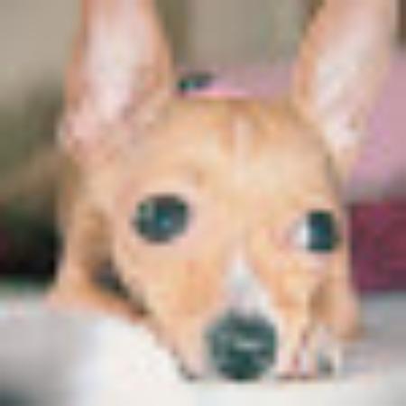 photo of fireflashkat