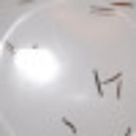 Photo of Y9043APscottw