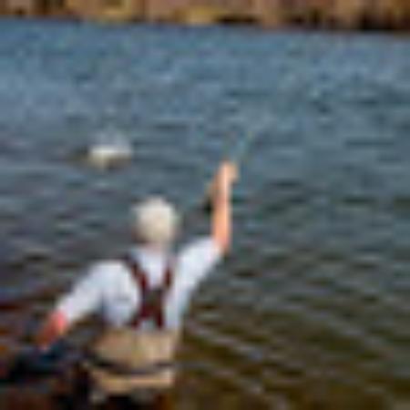 Photo of Salmonflies