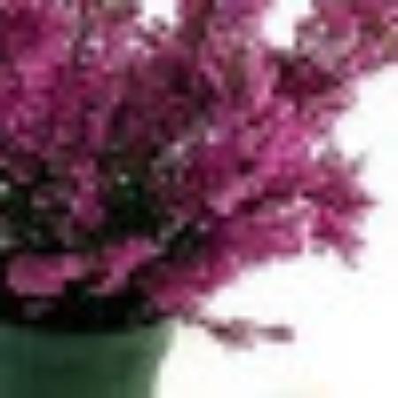 Photo of Heather T