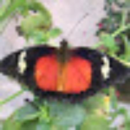 photo of FreeInTheWorld