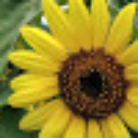 photo of YellowJello00