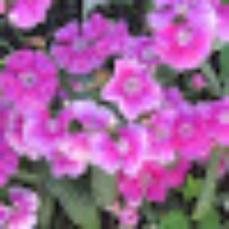 photo of Anastazya S
