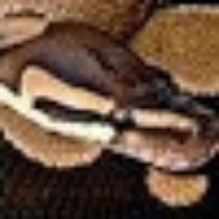 photo of X5460YJdavidc