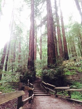 Tom's Muir Woods Walking Tours